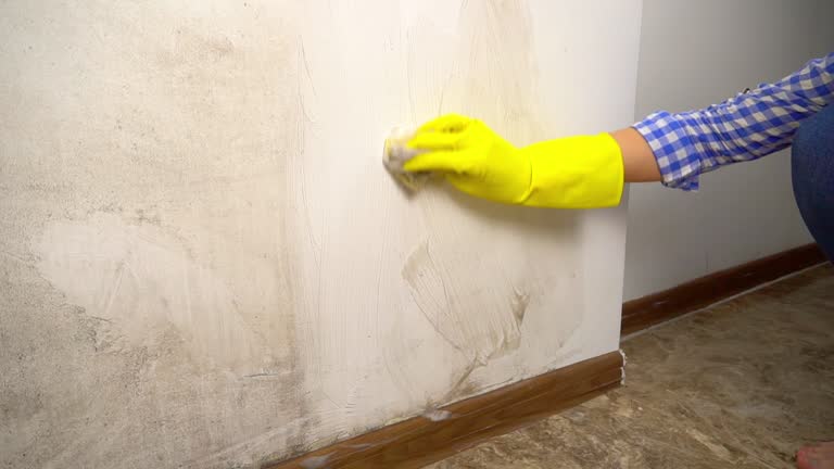 Reliable Ovilla, TX Mold Removal Solutions